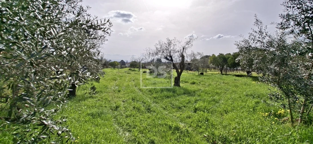 Terreno para Venda em Currelos, Papízios e Sobral Foto 11