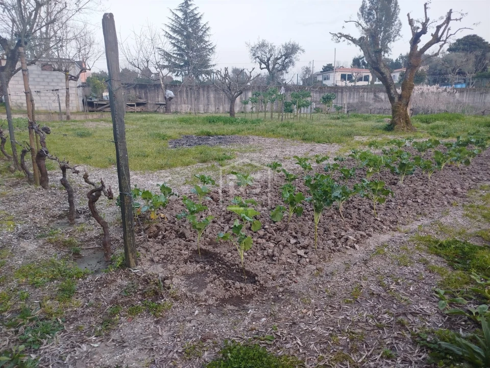 Terreno Misto para Venda em Currelos, Papízios e Sobral Foto 22