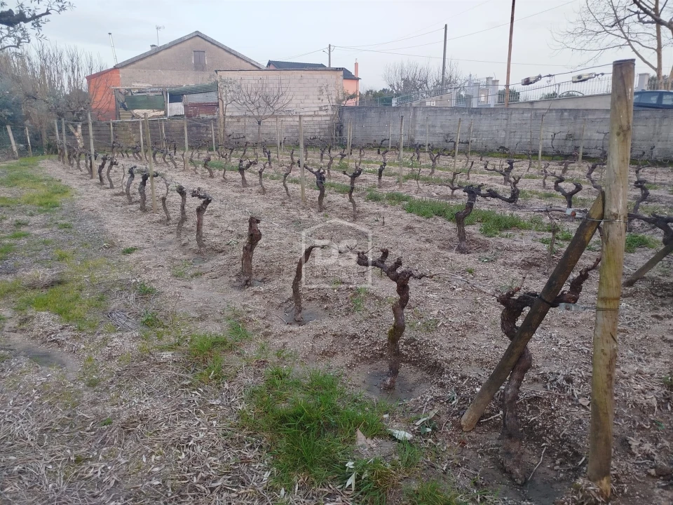 Terreno Misto para Venda em Currelos, Papízios e Sobral Foto 28