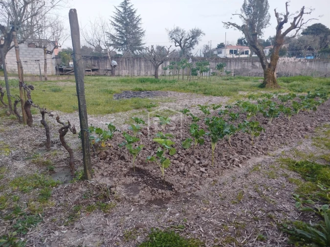 Terreno Misto para Venda em Currelos, Papízios e Sobral Foto 22