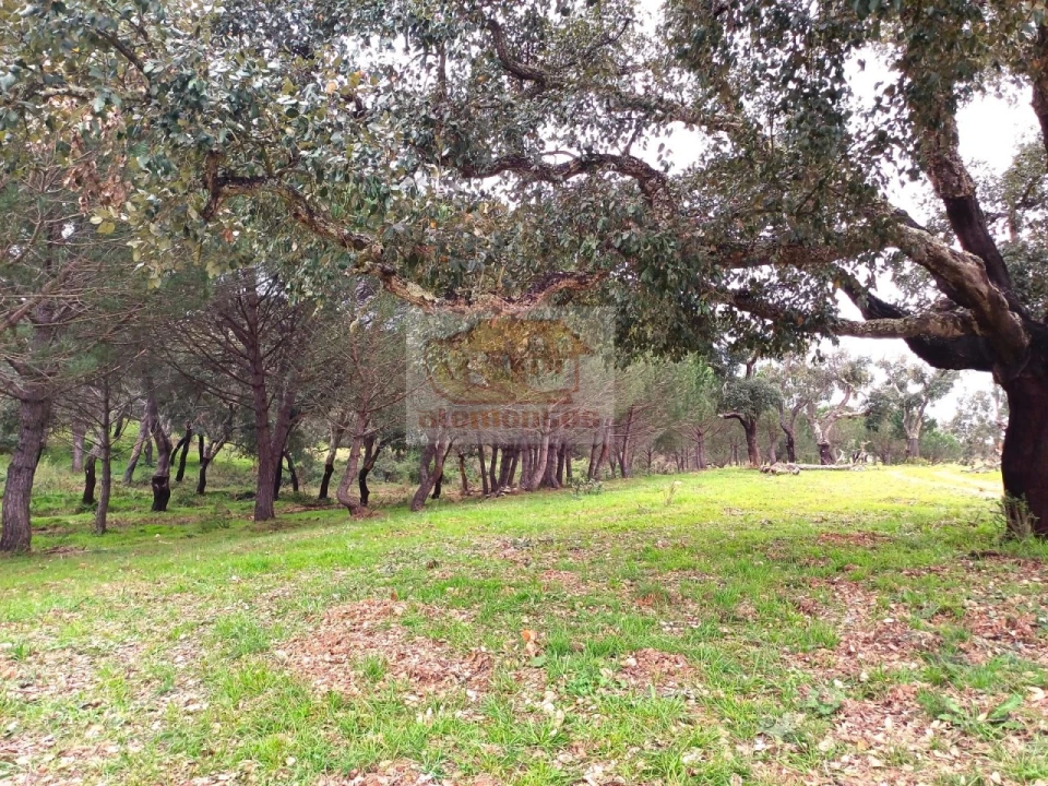 Terreno Misto para Venda em São Domingos e Vale de Água Foto 11