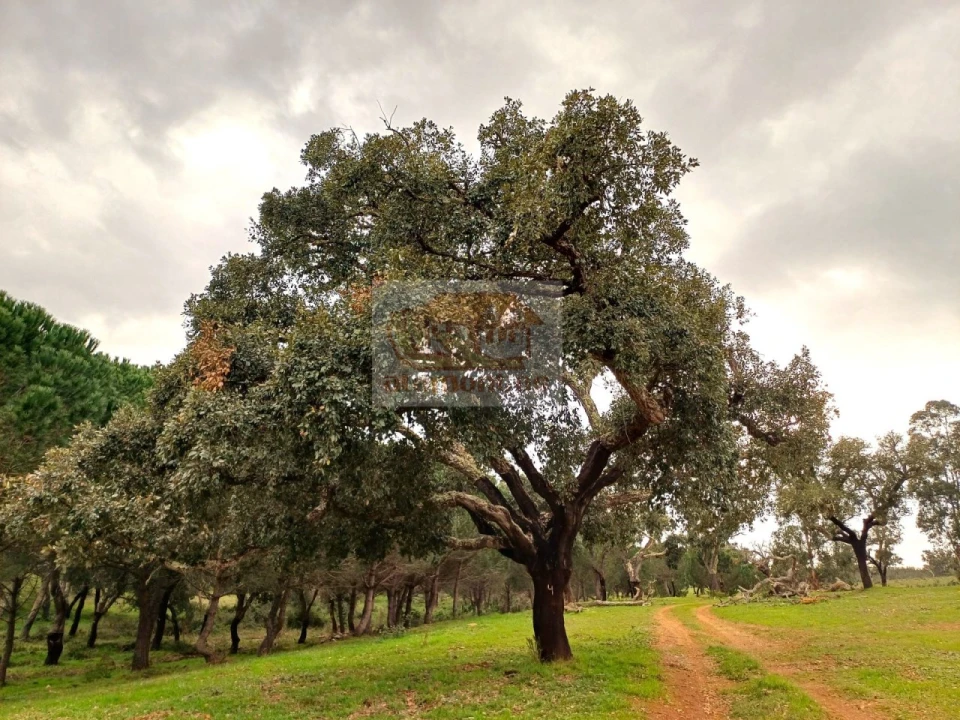 Terreno Misto para Venda em São Domingos e Vale de Água Foto 13