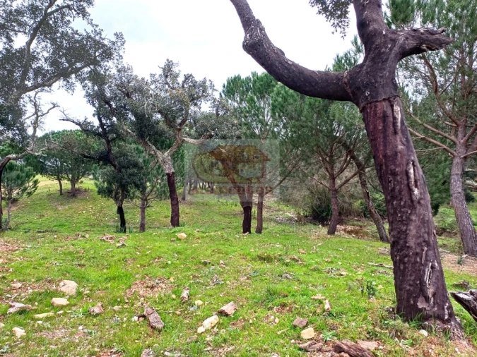 Terreno Misto para Venda em São Domingos e Vale de Água Foto 8
