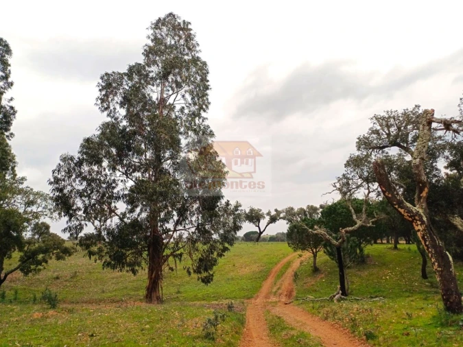 Terreno Misto para Venda em São Domingos e Vale de Água Foto 10