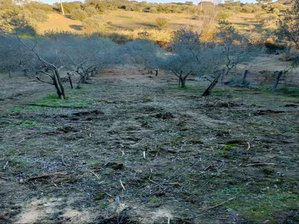 Terreno Agricola ou Rústico para Venda em Torres Novas (Santa Maria, Salvador e Santiago) Foto 1