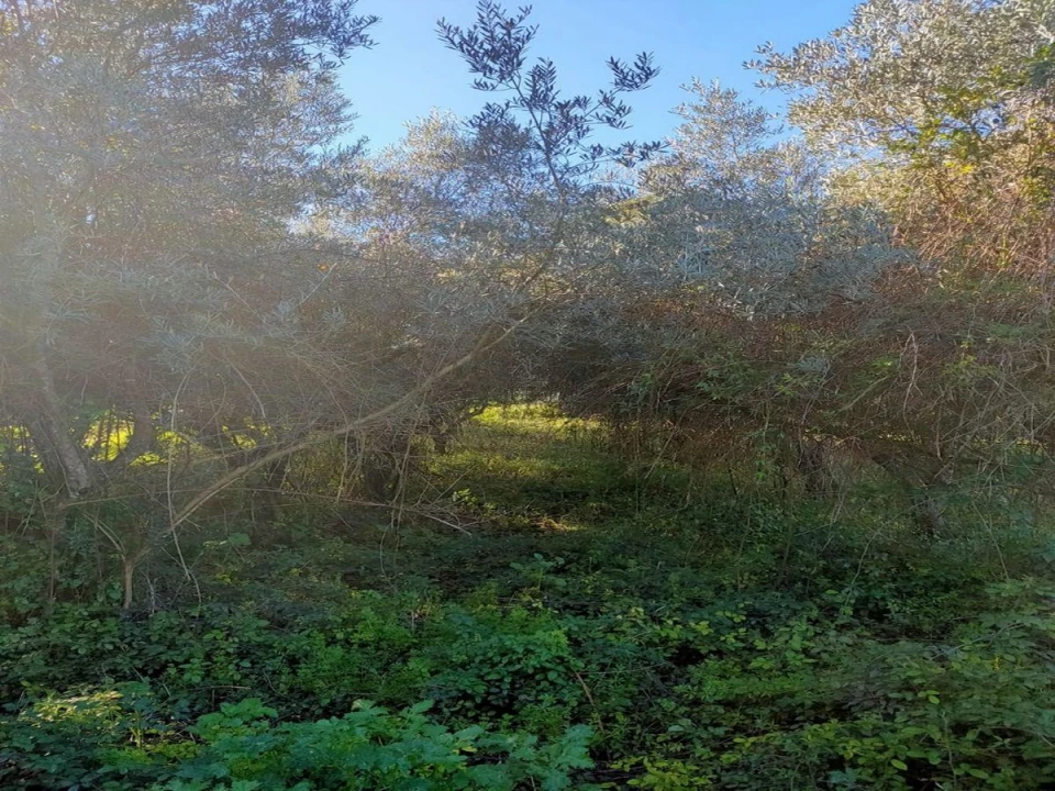 Terreno Agricola ou Rústico para Venda em Torres Novas (Santa Maria, Salvador e Santiago) Foto 2