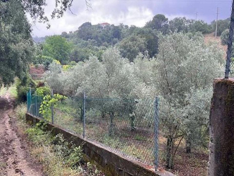 Terreno Agricola ou Rústico para Venda em Torres Novas (Santa Maria, Salvador e Santiago) Foto 3