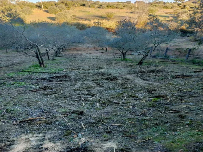 Terreno Agricola ou Rústico para Venda em Torres Novas (Santa Maria, Salvador e Santiago) Foto 1