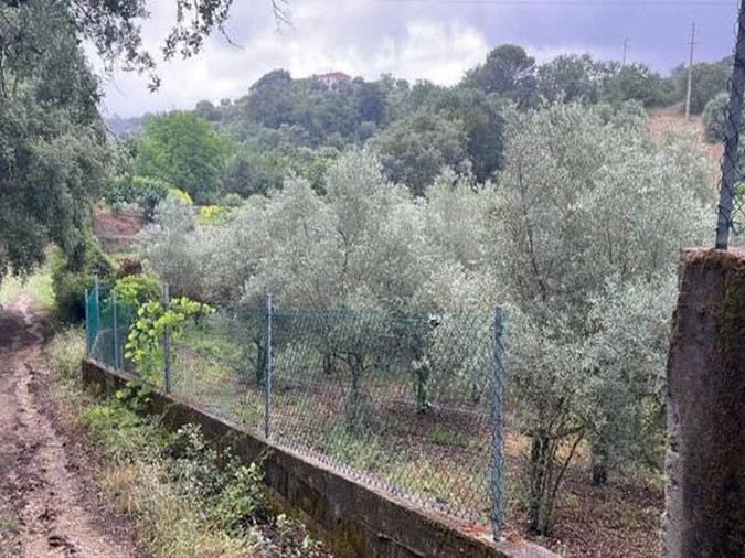 Terreno Agricola ou Rústico para Venda em Torres Novas (Santa Maria, Salvador e Santiago) Foto 3