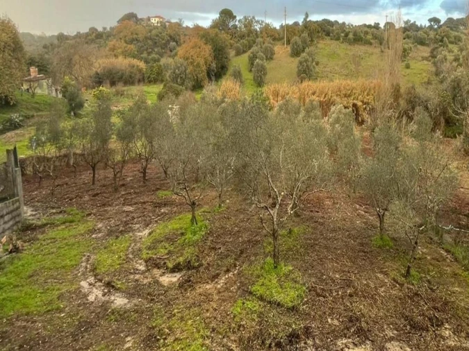 Terreno Agricola ou Rústico para Venda em Torres Novas (Santa Maria, Salvador e Santiago) Foto 4