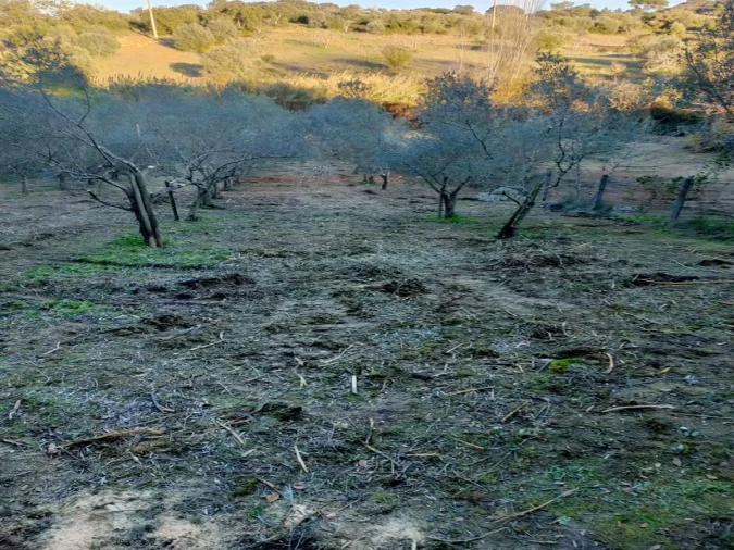 Terreno Agricola ou Rústico para Venda em Torres Novas (Santa Maria, Salvador e Santiago) Foto 7