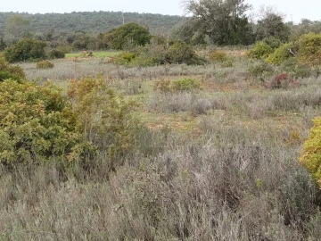 Terreno para Venda em Boliqueime