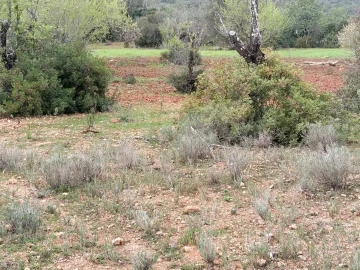 Terreno para Venda em Boliqueime