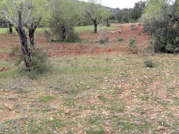 Terreno para Venda em Boliqueime