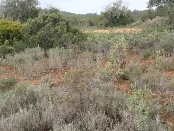 Terreno para Venda em Boliqueime