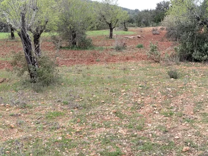 Terreno para Venda em Boliqueime Foto 2