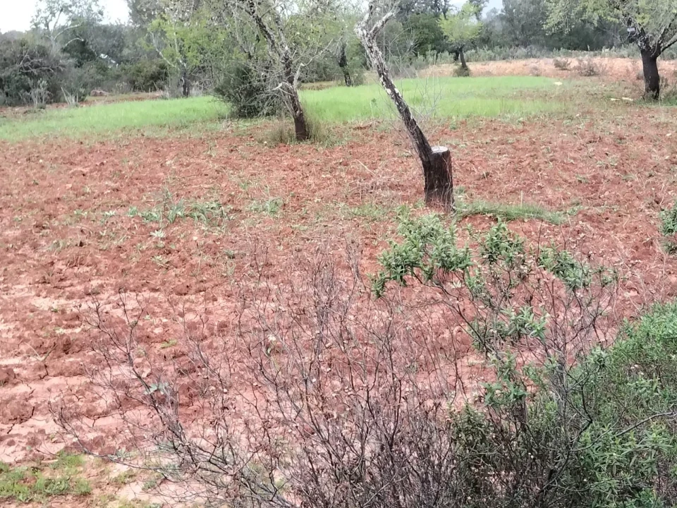 Terreno para Venda em Boliqueime Foto 5