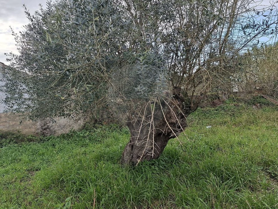 Terreno para Venda em Outeiro da Cortiçada e Arruda dos Pisões Foto 5