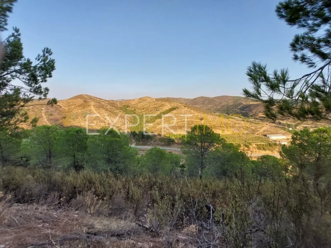 Quinta T16 para Venda em Alferce Foto 32