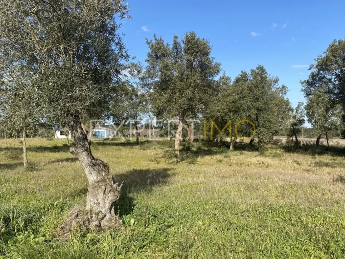 Quinta T3 para Venda em Vale de Santarem