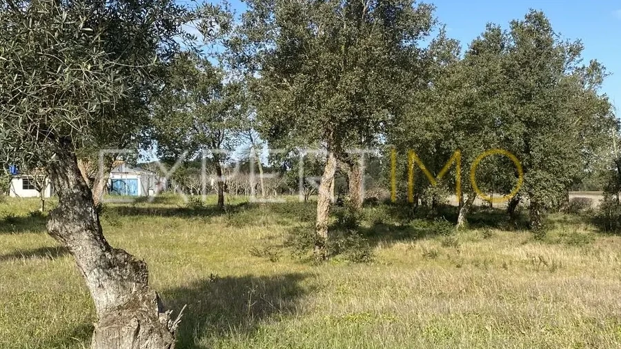 Quinta T3 para Venda em Vale de Santarem