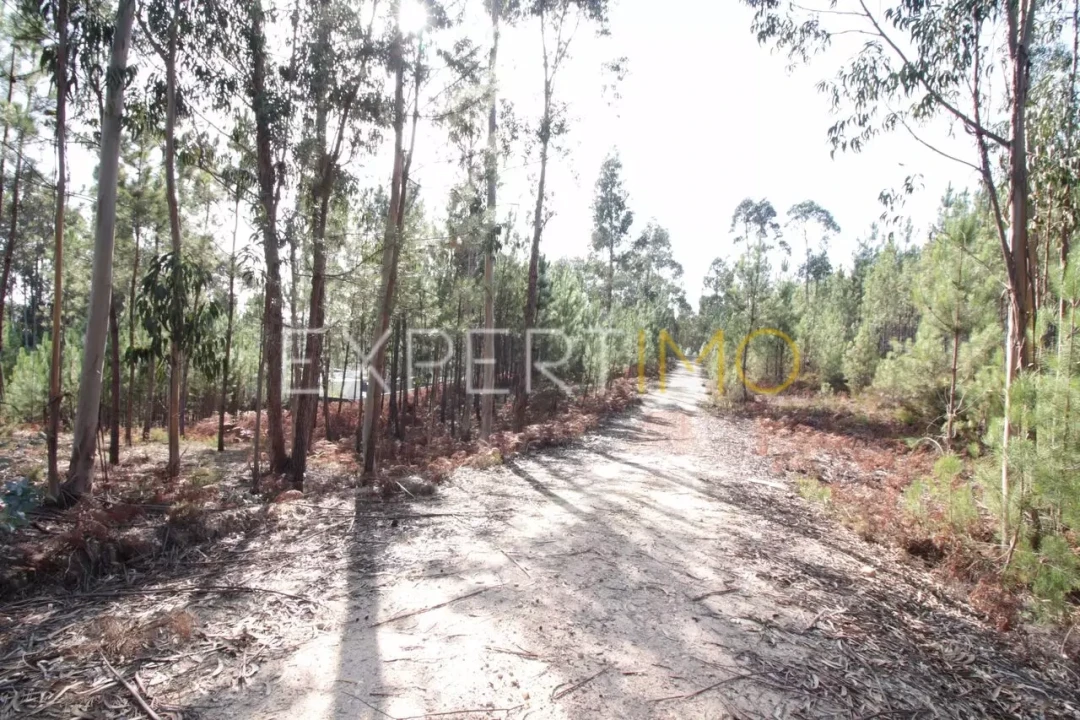 Terreno para Venda em Matas e Cercal Foto 3