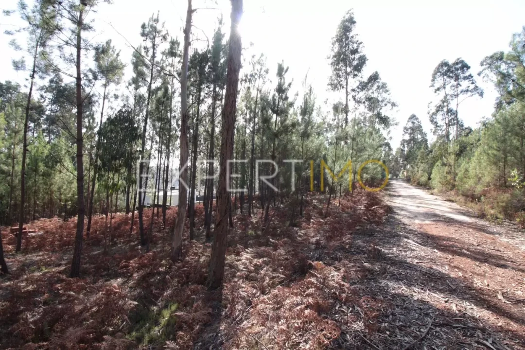 Terreno para Venda em Matas e Cercal Foto 4