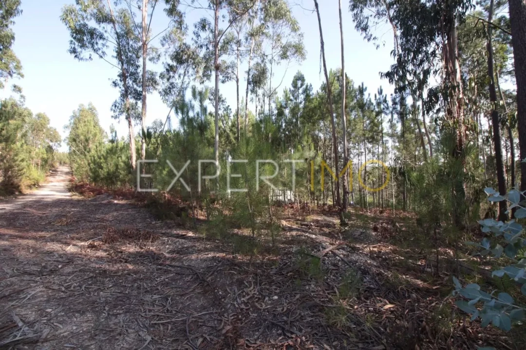 Terreno para Venda em Matas e Cercal Foto 5