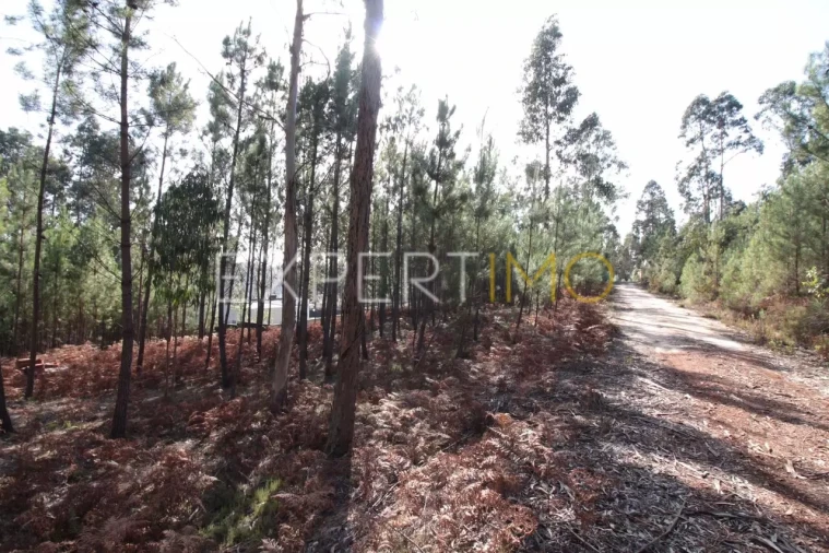 Terreno para Venda em Matas e Cercal Foto 4