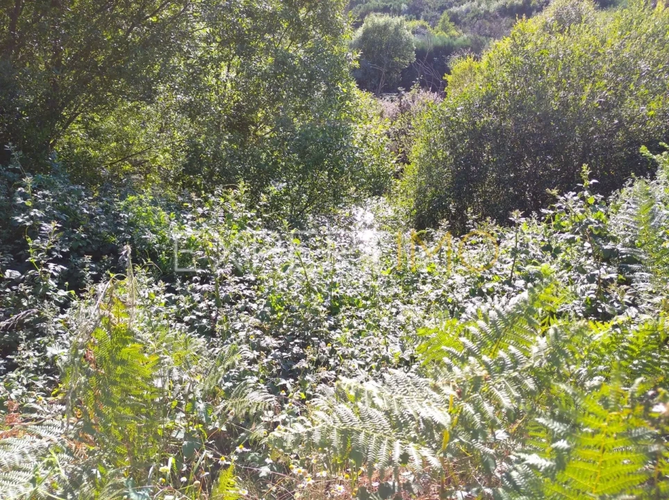 Quinta T1 para Venda em Famalicão Foto 21