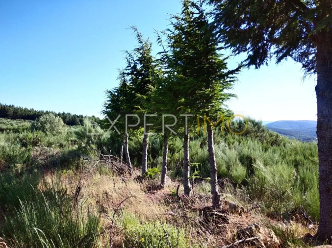 Quinta T1 para Venda em Famalicão Foto 15