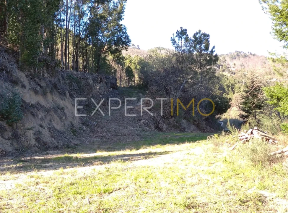 Quinta T0 para Venda em Famalicão Foto 33