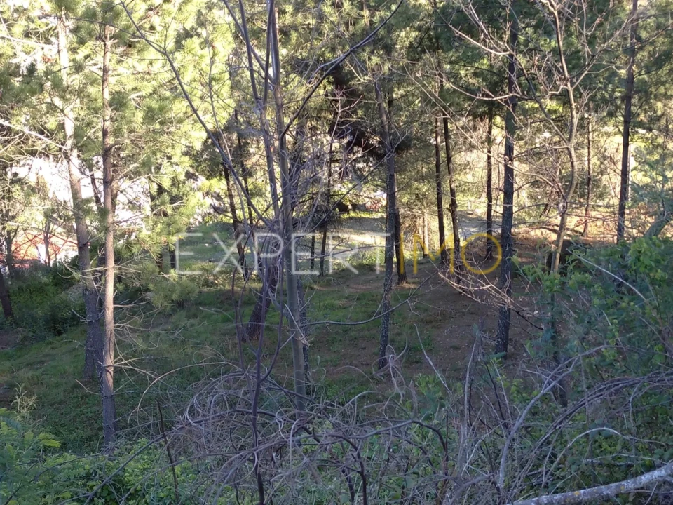 Quinta T0 para Venda em Famalicão Foto 35