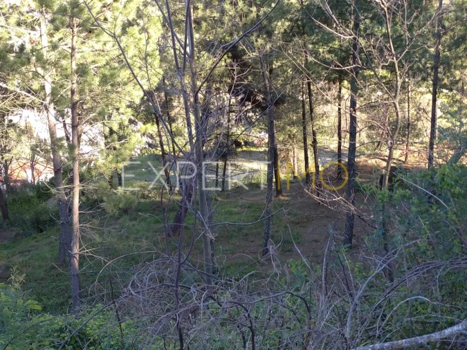 Quinta T0 para Venda em Famalicão Foto 35