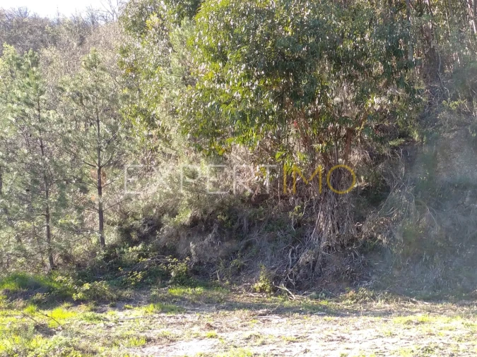 Quinta T0 para Venda em Famalicão Foto 39