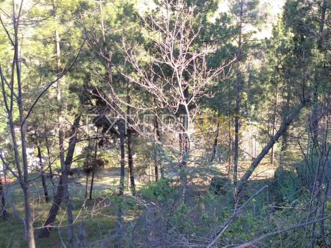 Quinta T0 para Venda em Famalicão Foto 40