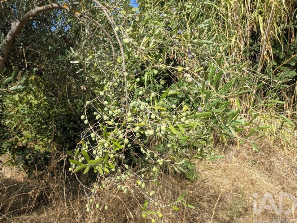 Quinta para Venda em São João Baptista Foto 8