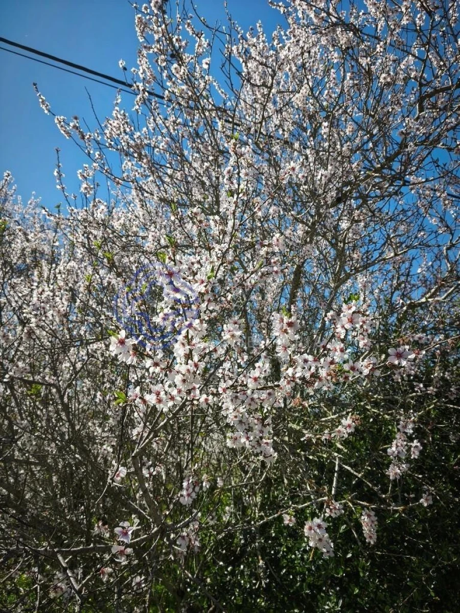 Quinta T5 para Venda em Silves Foto 16