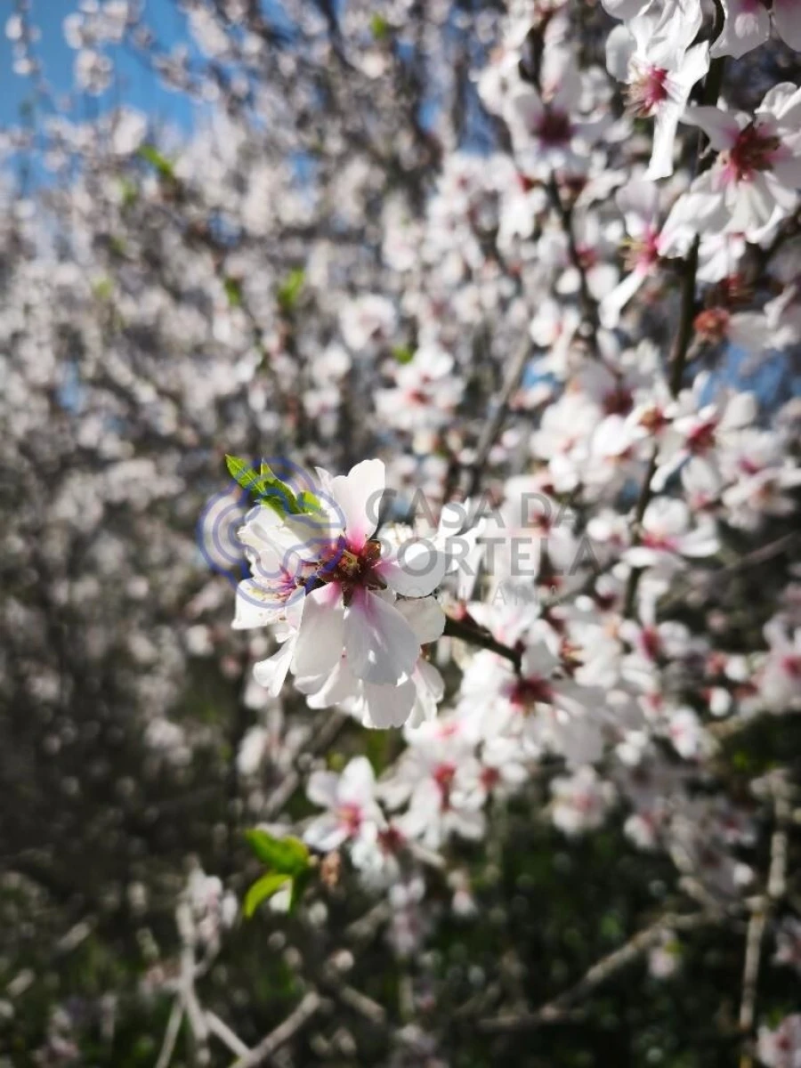 Quinta T5 para Venda em Silves Foto 15