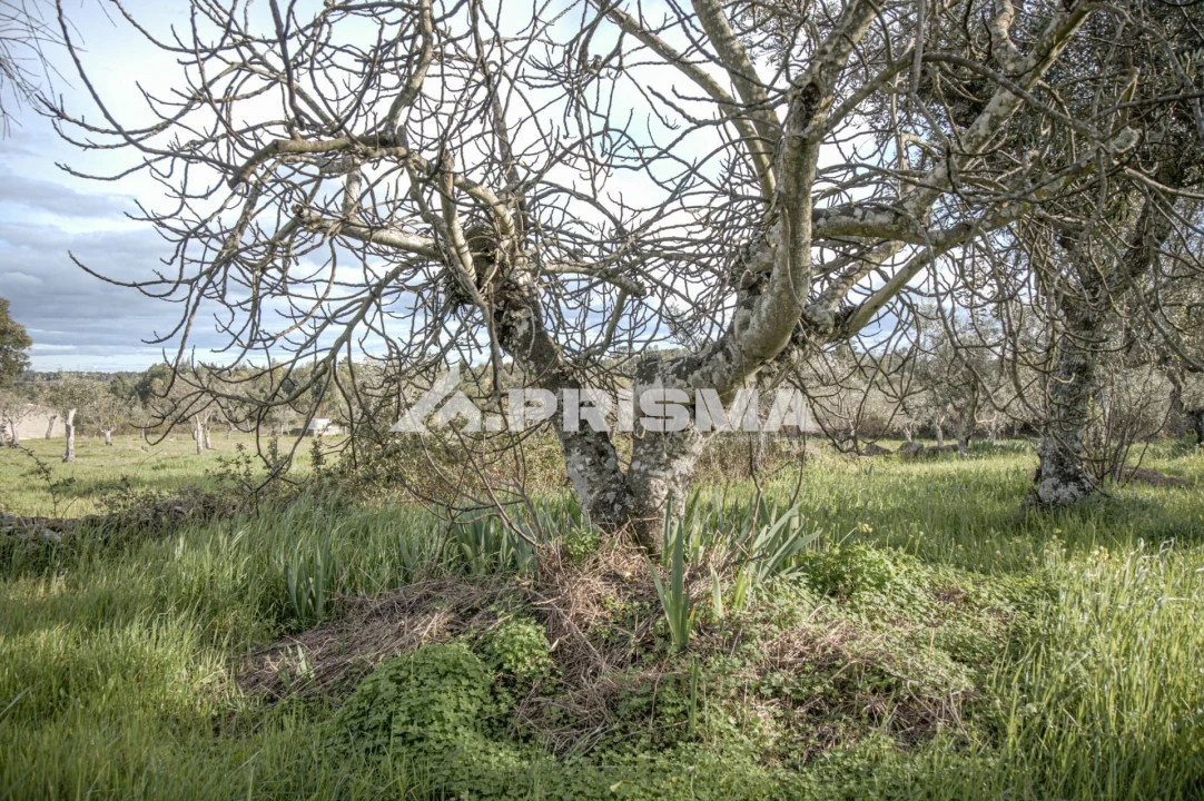 Terreno para Venda em Póvoa de Rio de Moinhos e Cafede Foto 8