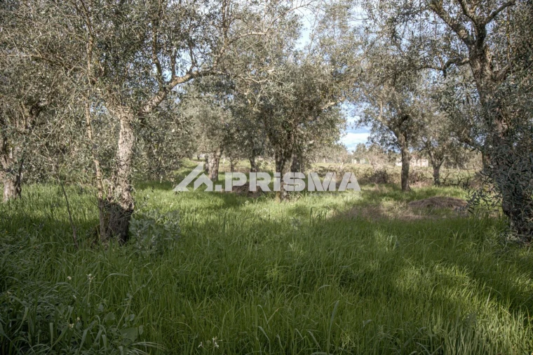 Terreno para Venda em Póvoa de Rio de Moinhos e Cafede Foto 22