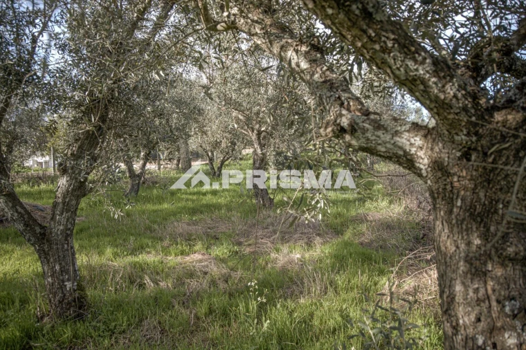 Terreno para Venda em Póvoa de Rio de Moinhos e Cafede Foto 7