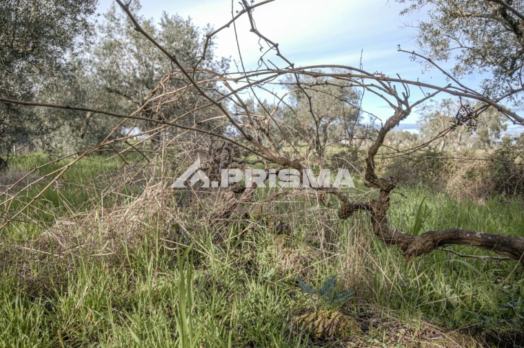 Terreno para Venda em Póvoa de Rio de Moinhos e Cafede Foto 14