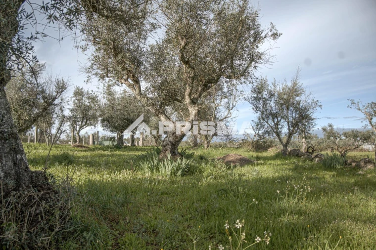 Terreno para Venda em Póvoa de Rio de Moinhos e Cafede Foto 5