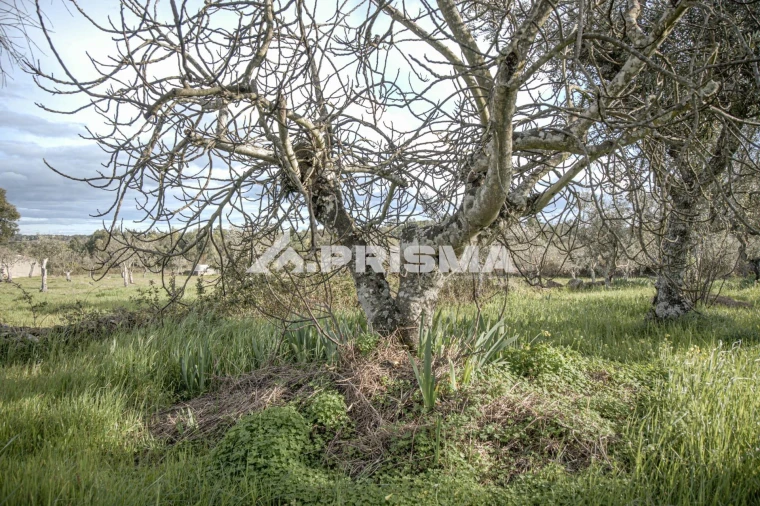 Terreno para Venda em Póvoa de Rio de Moinhos e Cafede Foto 8
