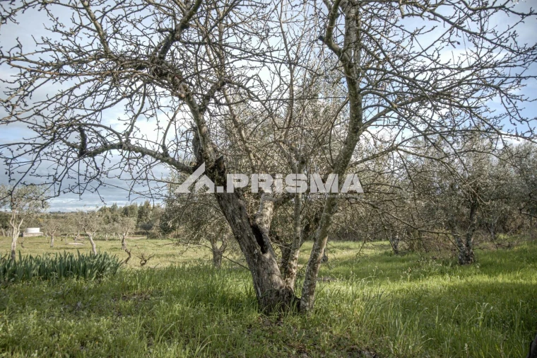 Terreno para Venda em Póvoa de Rio de Moinhos e Cafede Foto 9