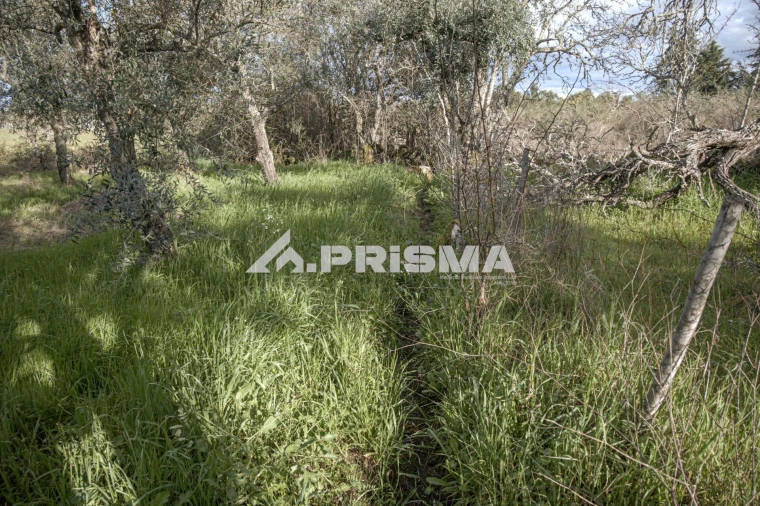 Terreno para Venda em Póvoa de Rio de Moinhos e Cafede Foto 17