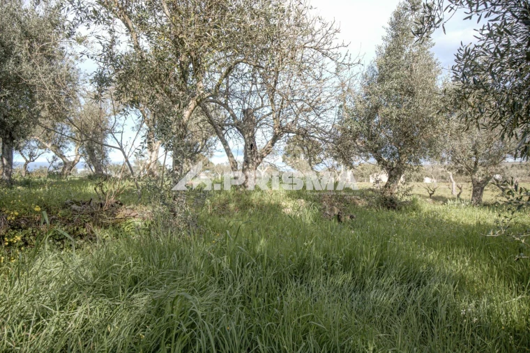 Terreno para Venda em Póvoa de Rio de Moinhos e Cafede Foto 24
