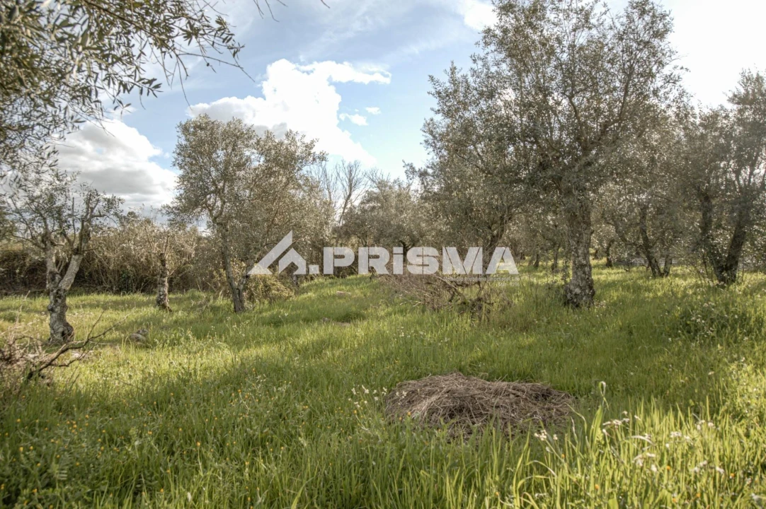 Terreno para Venda em Póvoa de Rio de Moinhos e Cafede Foto 6