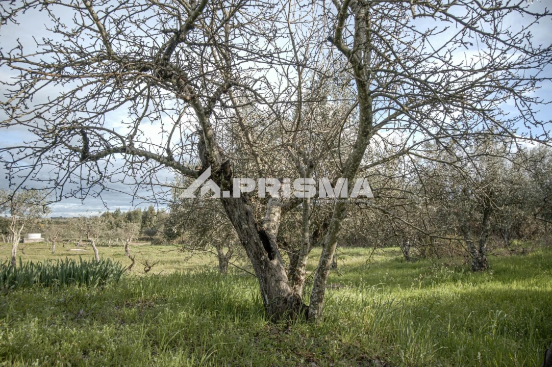 Terreno para Venda em Póvoa de Rio de Moinhos e Cafede Foto 9